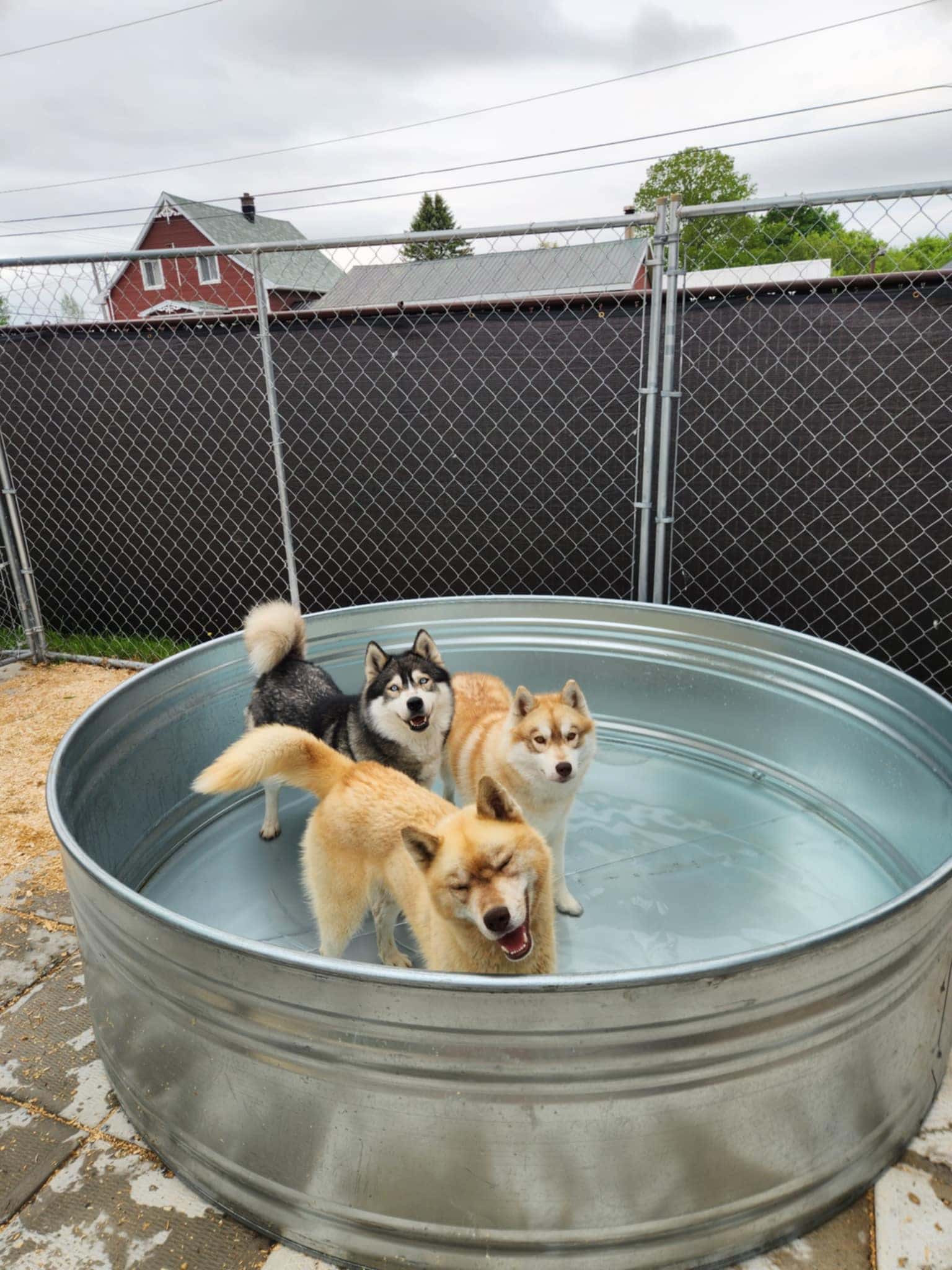 Chien se baignant dans une piscine extérieure au Québec
